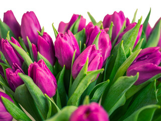 selective focus. red tulips in a vase isolated on white background. Spring composition. Delicate purple tulips on white background top view space for text border. copy space