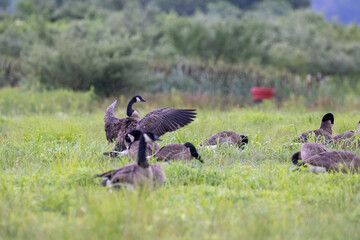 Canada Geese in a Field