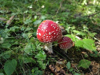Beautiful red an white toadstool found in the forest, in mushroom season
