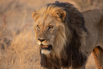Fototapeta na wymiar Male lion hunting 2