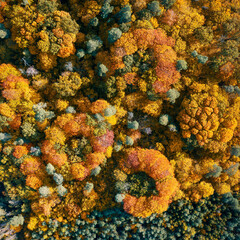 Aerial view of color autumn forest