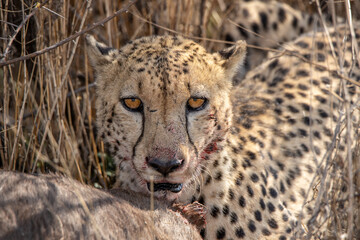 Cheetah feeding on a fresh kill 3