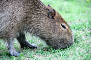 Capibara in Argentina
