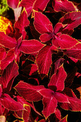 Decorative lawn leaves, red foliage, abstract nature background
