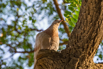 Funny dove sits on a tree surrounded by green foliage.