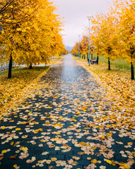 Autumn in the park, fall rainy landscape. Yellow trees and foliage  on the wet footpath in park alley after rain