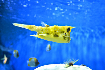 二本の角がユニークで可愛いコンゴウフグの泳ぐ姿