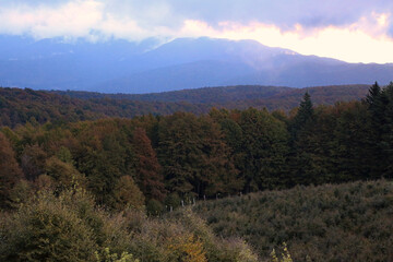 The Cansiglio forest in Veneto, Italy