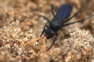 macro of black insect with orange antennae walking on sand, with focus on its eyes and light showing purple tones on its body