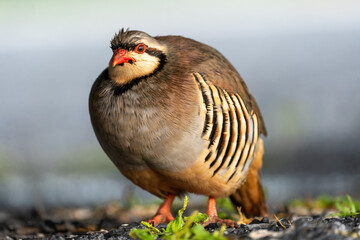 A beautiful wild chukar bird in the outdoors.