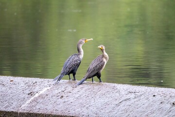 Comorants Sitting on Concrete Dam