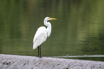 Egret Sitting on Dam