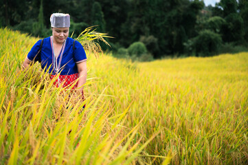 Naklejka na ściany i meble space woman farmer with paddy rice on rice terrace 