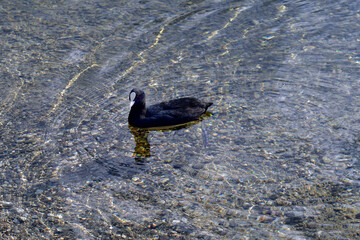 Austria, Salzkammergut, Coot