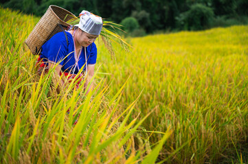 space woman farmer with paddy rice on rice terrace 