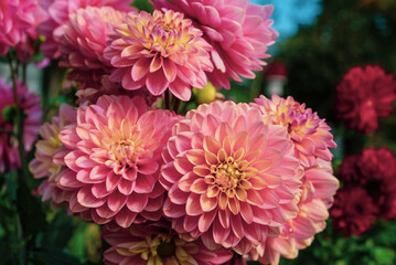 Beautiful pink dahlia flowers blooming in the garden, close up. Natural floral background.