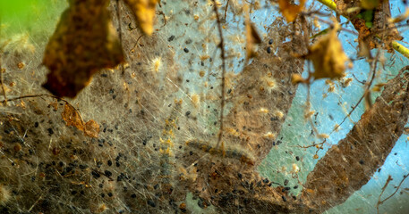 Inside the weaving and webbing nest, one can see the shape and droppings of bagworms in this walnut tree in Missouri. Bokeh effect.