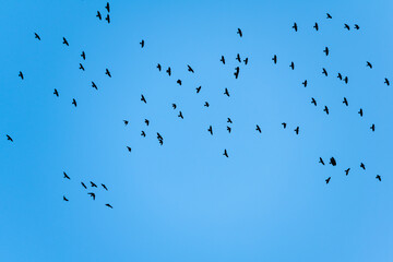 A flock of crows in the blue sky.