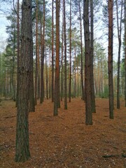 Autumn in the forest