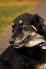 Pooch dog on a background of autumn foliage