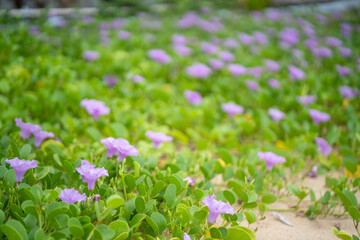 Growing morning glory at the beach.