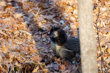 Rare male Ruffed Grouse (Bonasa umbellus) on display and strutting during autumn. 