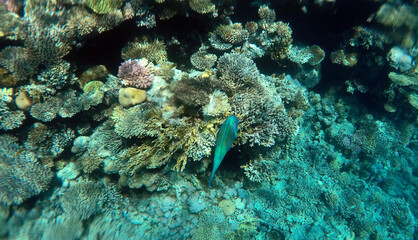 Tropical coral reef. Ecosystem and environment. Egypt. Near Sharm El Sheikh