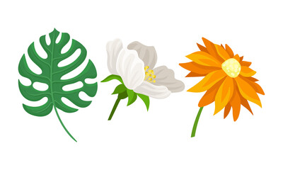 Tropical Flora with Green Monstera Leaves and Flower Buds Vector Set