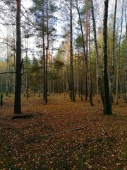 Autumn in the forest