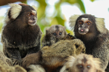 Marmoset monkeys in the city of Aracaju, in Sergipe, Brazil.