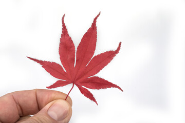 Japanese red maple leaf on a white