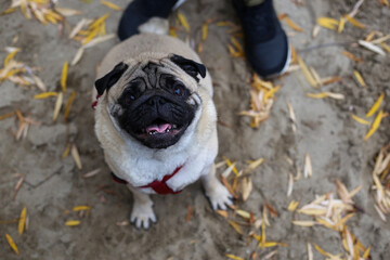 pug puppy in park