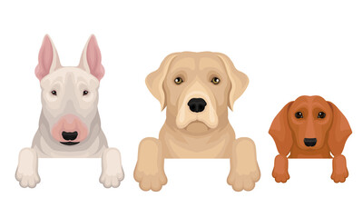 Dogs of Different Breeds Hanging on Border Vector Set