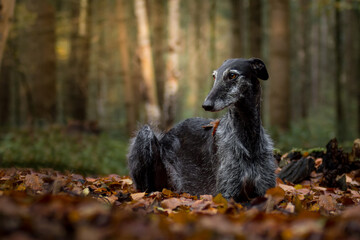 schwarzer Windhund liegt im herbstlichen Wald