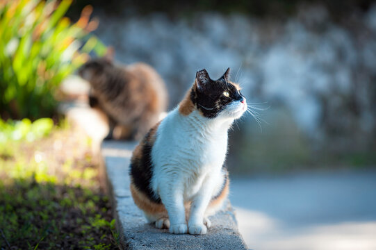 Streunerkatze