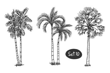 Tree Sketch Set of doodle hand drawn architect trees. Sketch Architectural illustration landscape Palm coconut