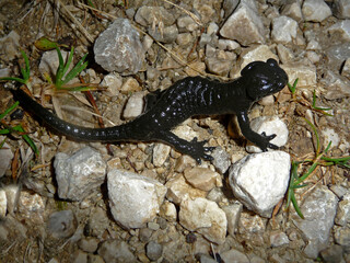 Obraz premium Alpine salamander (Salamandra altra) in high mountains