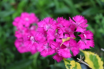 Obraz premium Purple flowers in the decorative urban garden within a residential complex.