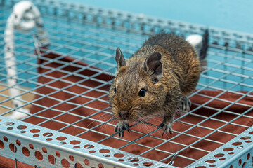 Little cute gray mouse Degu close-up. Exotic animal for domestic life. The common degu is a small hystricomorpha rodent endemic from Chile. 