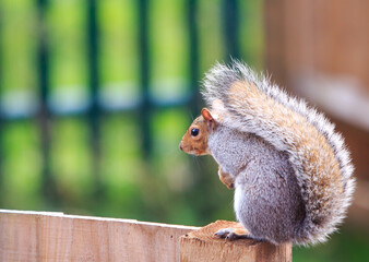 Grey Squirrel sitting on a wooden fence with a natural blurred background