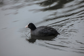 Ente schwimmt auf dem See