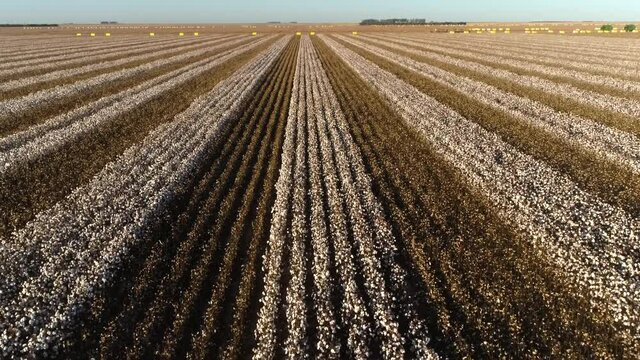 Agribusiness - Beautiful aerial image cotton plantation, mature cotton, white cotton field, large cotton field - Agriculture