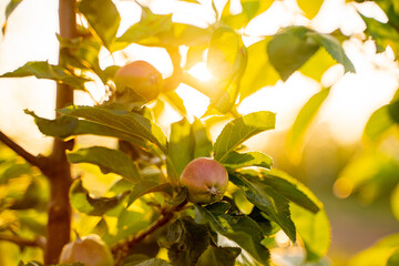Green apples on an apple-tree branch in garden