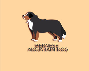 Bernese mountain dog