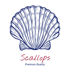 Vector sketch illustration of fresh scallop drawing isolated on white. Engraved style. Ink. natural business. Vintage, retro object for menu, label, recipe, product packaging, seafood