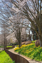 Obraz premium 満開の水仙が咲く公園