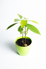 Avocado in a pot. Growing an avocado from a seed