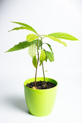 Avocado in a pot. Growing an avocado from a seed