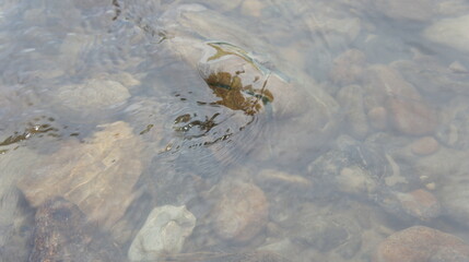 mountain river, stones, stones under water, water, SONY DSC