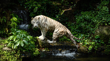 White tiger of Singapore Zoo